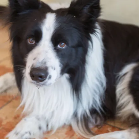 מלון Ristorante Al Fiore 3*